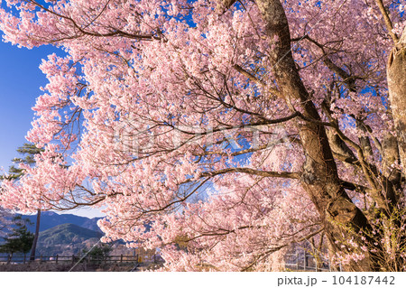 《長野県》六道の堤・桜満開 《長野県》六道の堤・桜満開 104187442