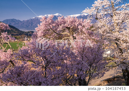《長野県》六道の堤・桜満開 《長野県》六道の堤・桜満開 104187453