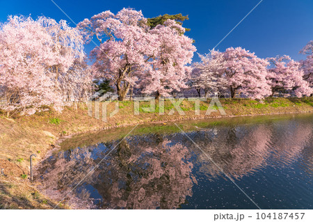 《長野県》六道の堤・桜満開 104187457