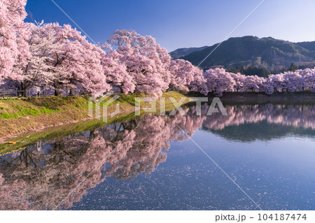 《長野県》六道の堤・桜満開 104187474