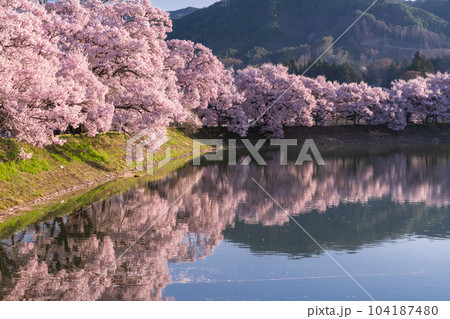 《長野県》六道の堤・桜満開 《長野県》六道の堤・桜満開 104187480