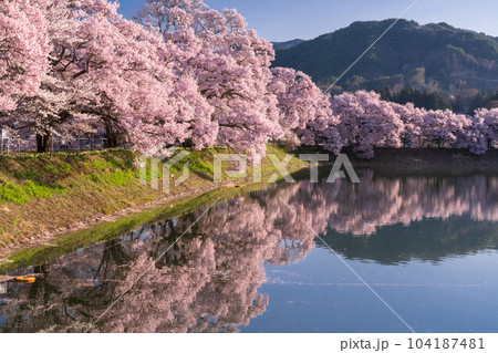 《長野県》六道の堤・桜満開 104187481