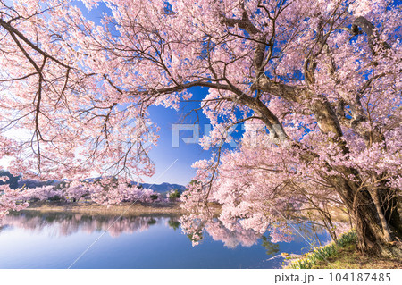 《長野県》六道の堤・桜満開 104187485