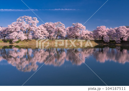 《長野県》六道の堤・桜満開 《長野県》六道の堤・桜満開 104187511