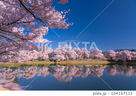 《長野県》六道の堤・桜満開 104187512