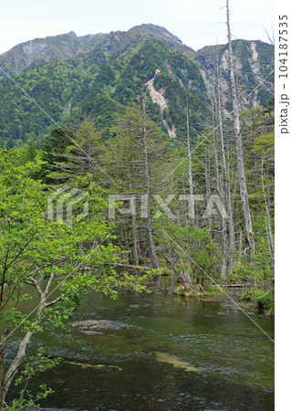 上高地　初夏の岳沢湿原 104187535