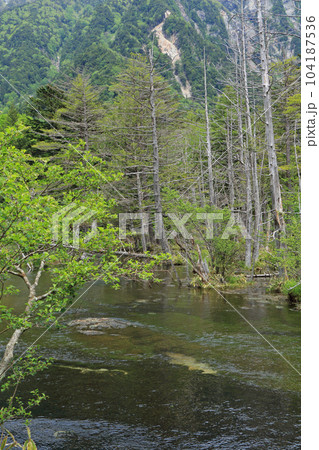 上高地　初夏の岳沢湿原 104187536
