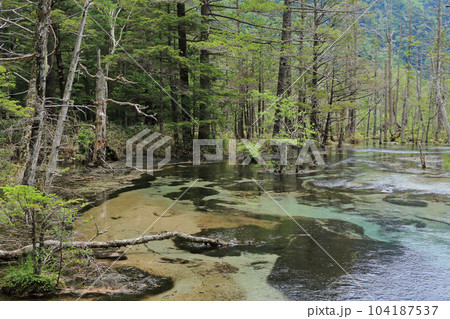 上高地　初夏の岳沢湿原 104187537