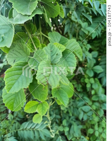 Close up of yabu garashi plant Close up of yabu garashi plant 104187743