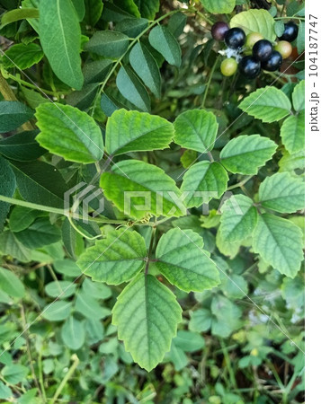 Close up of yabu garashi plant  104187747