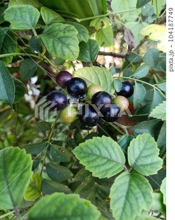 Close up of yabu garashi plant  104187749