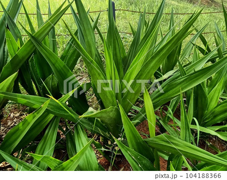Close up of giant cabuya plant  104188366