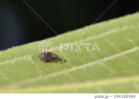 生き物 昆虫 エノキノミゾウムシ、お食事中?立派な後肢、跗節の赤褐色が目立ちます 生き物 昆虫 エノキノミゾウムシ、お食事中?立派な後肢、跗節の赤褐色が目立ちます 104188368