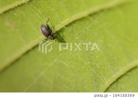 生き物 昆虫 エノキノミゾウムシ、六月半ばの雑木林。エノキの若葉を歩く 生き物 昆虫 エノキノミゾウムシ、六月半ばの雑木林。エノキの若葉を歩く 104188369