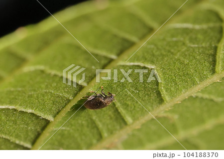 生き物 昆虫 エノキノミゾウムシ、小さな体ですが。大きな眼と長い口吻はいかにもゾウムシ 生き物 昆虫 エノキノミゾウムシ、小さな体ですが。大きな眼と長い口吻はいかにもゾウムシ 104188370