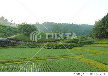 信楽・朝宮茶の茶畑 【滋賀県甲賀市信楽町】 信楽・朝宮茶の茶畑 【滋賀県甲賀市信楽町】 104188764