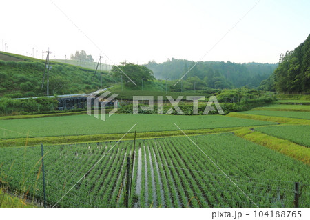 信楽・朝宮茶の茶畑 【滋賀県甲賀市信楽町】 信楽・朝宮茶の茶畑 【滋賀県甲賀市信楽町】 104188765