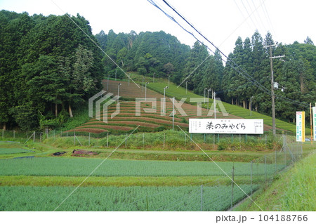 信楽・朝宮茶の茶畑 【滋賀県甲賀市信楽町】 信楽・朝宮茶の茶畑 【滋賀県甲賀市信楽町】 104188766