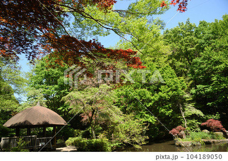 東高根森林公園の新緑 東高根森林公園の新緑 104189050