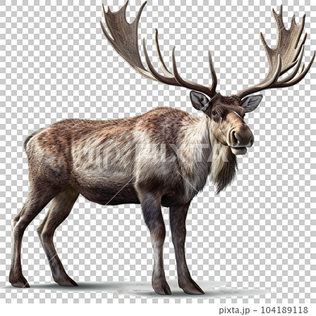 ギガンテウスオオツノジカのイメージ写真2 104189118