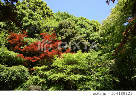 東高根森林公園の新緑 東高根森林公園の新緑 104189123