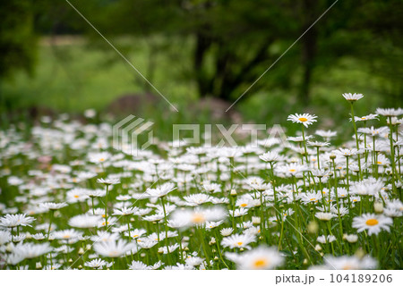 フランスギク 104189206