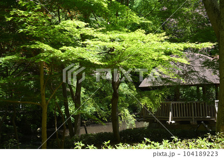 東高根森林公園の新緑 104189223