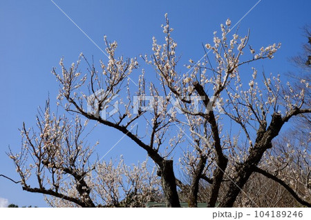 青空に白梅 【相模原市津久井 3月】 青空に白梅 【相模原市津久井 3月】 104189246