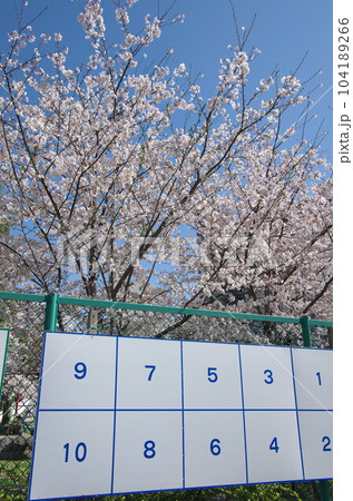 選挙ポスター掲示板/春・桜 選挙ポスター掲示板/春・桜 104189266