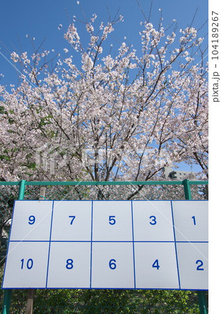 選挙ポスター掲示板／春・桜 104189267