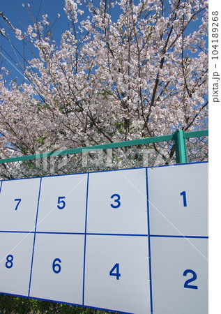 選挙ポスター掲示板/春・桜 選挙ポスター掲示板/春・桜 104189268