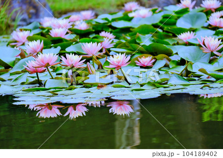 睡蓮満開 104189402