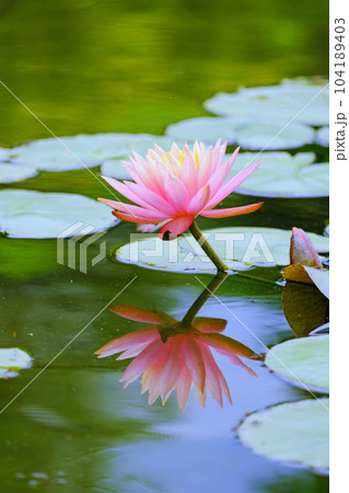 睡蓮のリフレクション（縦） 104189403