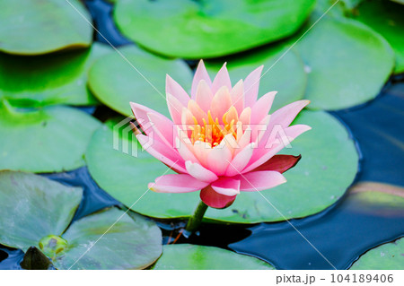 ピンク睡蓮 104189406