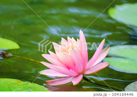 荷花圖 20230510114809748.png