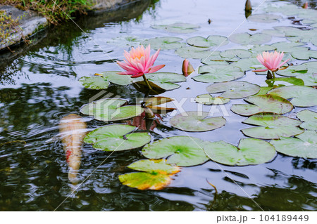 鯉とスイレン 104189449