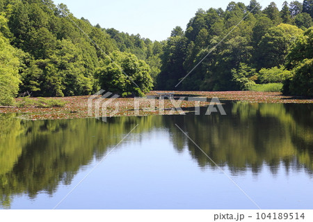 名坂大池寺自然公園・弁天池の沈み鳥居 【滋賀県甲賀市水口町】 名坂大池寺自然公園・弁天池の沈み鳥居 【滋賀県甲賀市水口町】 104189514
