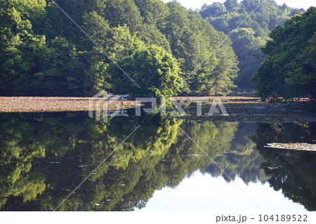 名坂大池寺自然公園・弁天池の沈み鳥居 【滋賀県甲賀市水口町】 104189522