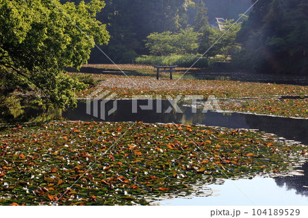 名坂大池寺自然公園・弁天池の沈み鳥居 【滋賀県甲賀市水口町】 名坂大池寺自然公園・弁天池の沈み鳥居 【滋賀県甲賀市水口町】 104189529
