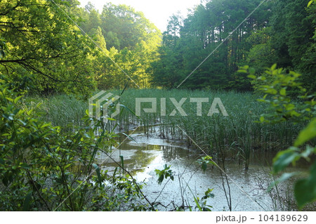 名坂大池寺自然公園・遊歩道 【滋賀県甲賀市水口町】 名坂大池寺自然公園・遊歩道 【滋賀県甲賀市水口町】 104189629