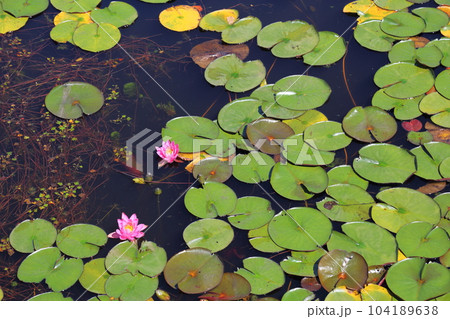 名坂大池寺自然公園・遊歩道 【滋賀県甲賀市水口町】 名坂大池寺自然公園・遊歩道 【滋賀県甲賀市水口町】 104189638