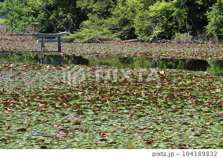 名坂大池寺自然公園・弁天池の沈み鳥居 【滋賀県甲賀市水口町】 名坂大池寺自然公園・弁天池の沈み鳥居 【滋賀県甲賀市水口町】 104189832