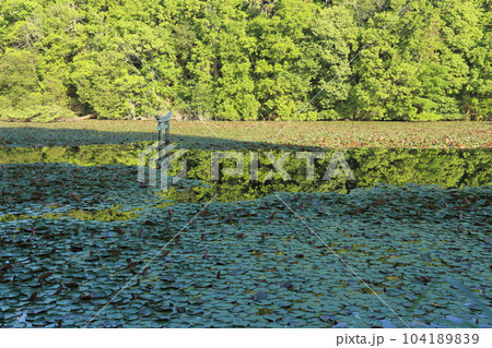 名坂大池寺自然公園・弁天池の沈み鳥居 【滋賀県甲賀市水口町】 名坂大池寺自然公園・弁天池の沈み鳥居 【滋賀県甲賀市水口町】 104189839