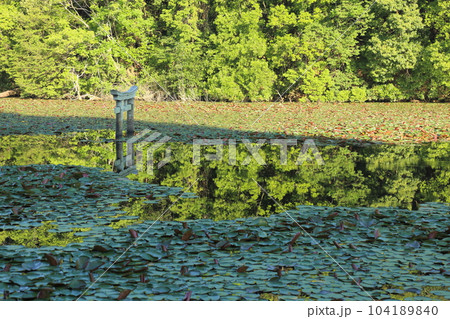 名坂大池寺自然公園・弁天池の沈み鳥居 【滋賀県甲賀市水口町】 名坂大池寺自然公園・弁天池の沈み鳥居 【滋賀県甲賀市水口町】 104189840