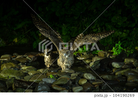 シマフクロウ シマフクロウ 104190269