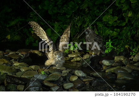 シマフクロウ 104190270