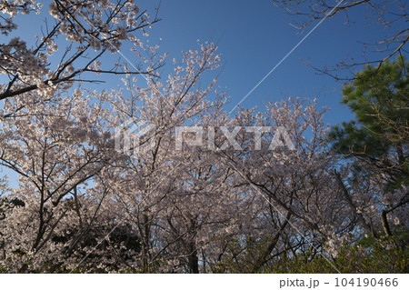 《岡山県》瀬戸内海国立公園 夕立受山で見る春の風景 《岡山県》瀬戸内海国立公園 夕立受山で見る春の風景 104190466