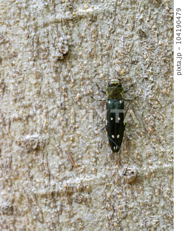 エノキの幹にいるシラホシナガタマムシ 104190479