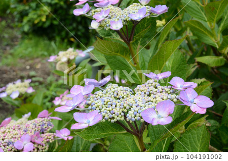 アジサイの花 104191002