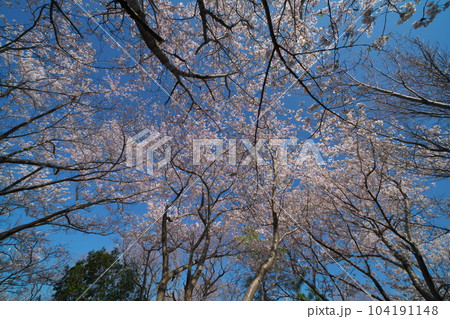 《岡山県》瀬戸内海国立公園 夕立受山で見る春の風景 104191148